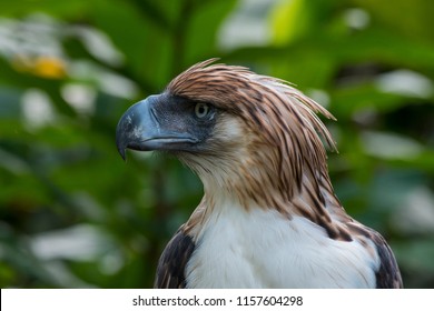 philippine eagle wingspan