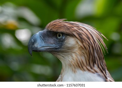 165 Philippine monkey eating eagle Images, Stock Photos & Vectors ...