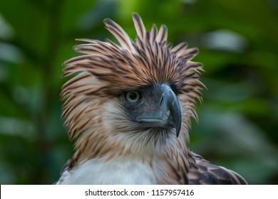 philippine eagle wingspan