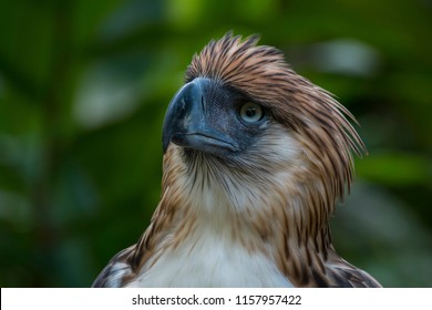 philippine eagle wingspan