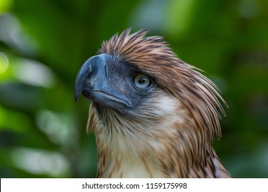 philippine eagle wingspan