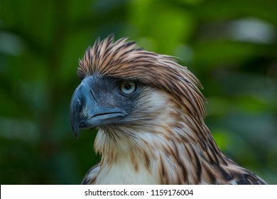 Philippine Eagle Critically Endangered Bird One Stock Photo 1159176004 ...