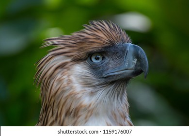 philippine eagle wingspan