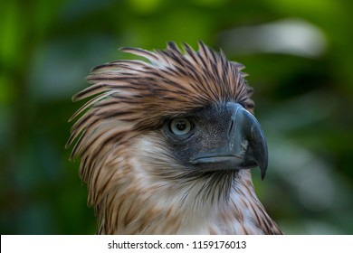 Philippine Eagle Close Bird Prey Raptor Stock Photo (Edit Now) 1446339503