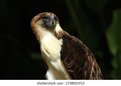 Philippine Eagle Looking Left Side Stock Photo 1738051913 | Shutterstock