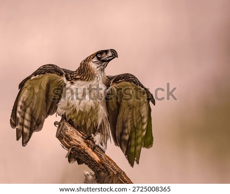 A Philippine eagle with open wings on a tree