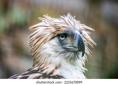 The Philippine eagle (Pithecophaga jefferyi) is a critically endangered species of eagle which is endemic to forests in the Philippines. 
It is considered the largest of the extant eagles. - Powered by Shutterstock