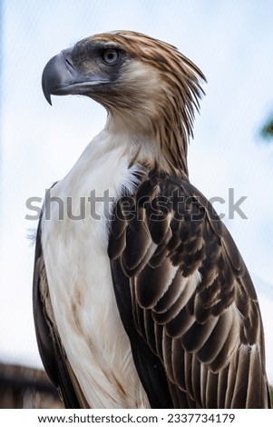 The Philippine eagle (Pithecophaga jefferyi) is a critically endangered species of eagle which is endemic to forests in the Philippines. 
It is considered the largest of the extant eagles.