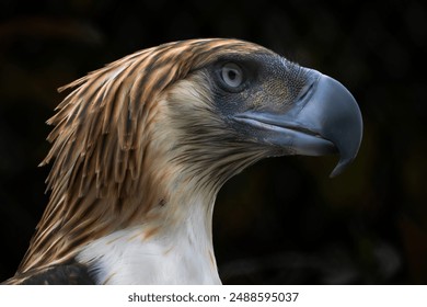 Philippine Eagle - Pithecophaga jefferyi, portrait of beautiful large critically endangered species of eagle endemic to forests in the Philippines. - Powered by Shutterstock