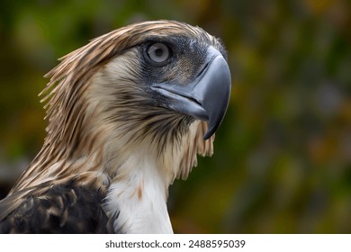 Philippine Eagle - Pithecophaga jefferyi, portrait of beautiful large critically endangered species of eagle endemic to forests in the Philippines. - Powered by Shutterstock