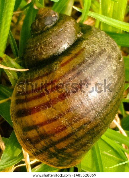 Philippine Golden Apple Snail Which Locally Stock Photo Edit Now