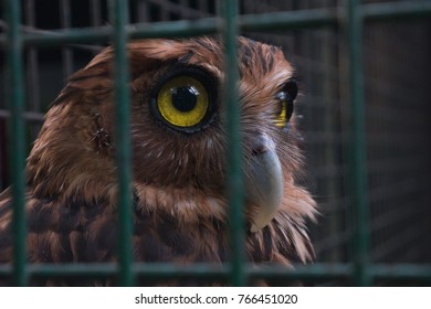 philippine hawk owl