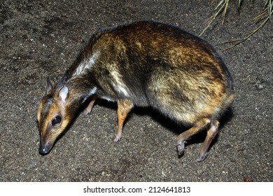 Philippine Mouse-deer (Tragulus Nigricans), Adult