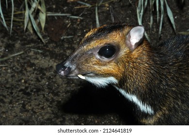 Philippine Mouse-deer (Tragulus Nigricans), Adult