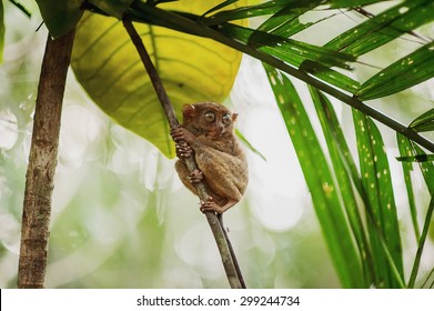 Philippine sarangani tarsier on a branch