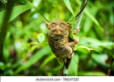 The Philippine tarsier (Carlito syrichta) is a species of tarsier endemic to the Philippines. It is one of the smallest known primates.