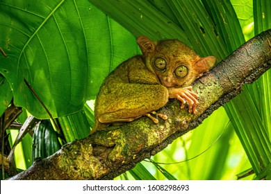 Philippine tarsier in a natural reserve on bohol island, philippines