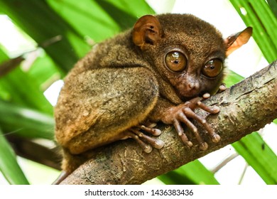 Philippine Tarsier. Small Monkey In Bohol Island.