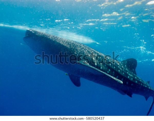 Philippines Whale Shark Rhincodon Typus Slowmoving Stock Photo