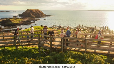 Phillip Island, Australia -January, 2016. Beautiful view of Philip island with a unidentfiled group of people walking on wood board to enjoy sunset and looking for  penguins, Victoria, Australia.