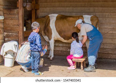 Phillip Island Melbourne Australia Oct 18th 2019: In Churchill Farm National Park, A Old Lady Is Teaching An Asian Young Girl How To Milk The Cow. The Mother Is Taking Photo.