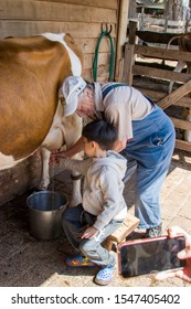 Phillip Island Melbourne Australia Oct 18th 2019: In Churchill Farm National Park, A Old Lady Is Teaching An Asian Young Boy How To Milk The Cow. The Parent Is Taking Photo For Them.