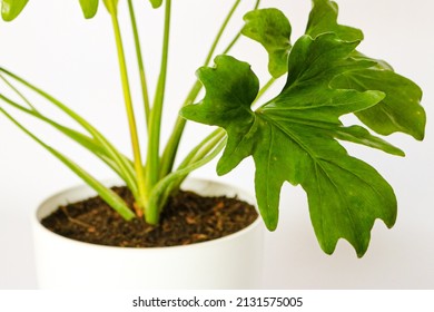 Philodendron Bipinnatifidum o filodendro, que es una opción popular de plantas de interior, ya que filtra el aire y promueve un espacio de vida tranquilo y saludable