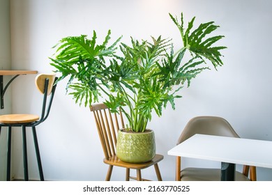 Philodendron bipinnatifidum (split-leaf philodendron, lacy tree philodendron, selloum, horsehead philodendron) planted in a white ceramic pot decoration in the living room. Houseplant care concept.