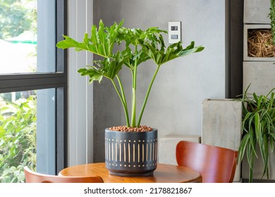 Philodendron bipinnatifidum (split-leaf philodendron, lacy tree philodendron, selloum, horsehead philodendron) planted in a black ceramic pot decoration in the living room. Houseplant care concept.