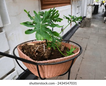 Philodendron bipinnatifidum (split-leaf philodendron, lacy tree philodendron, selloum, horsehead philodendron) planted in a brown plastic pot hanging in the park. Houseplant care