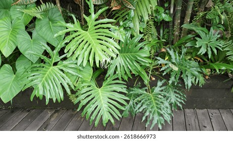 Philodendron bipinnatifidum or split-leaf philodendron, lacy tree philodendron, selloum, horsehead philodendron on green. Houseplant care concept.