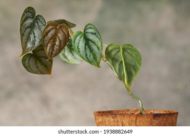 Silver Philodendron Images Stock Photos Vectors Shutterstock