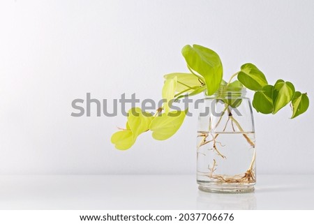 Philodendron Brasil, water propagation for indoor plants. Houseplant for minimal creative home decor concept.