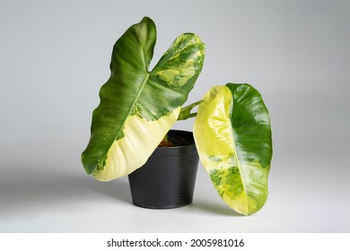 Philodendron Burl Marx Variegation plant with isolated white background