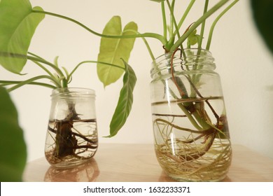 Philodendron Domesticum, Also Called Spadeleaf Philodendron Or Burgundy Philodendron In Recycled Glass Jars As A Simple Spring Season Inspired Home Decoration 