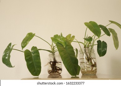 Philodendron Domesticum, Also Called Spadeleaf Philodendron Or Burgundy Philodendron In Recycled Glass Jars As A Simple Spring Season Inspired Home Decoration 