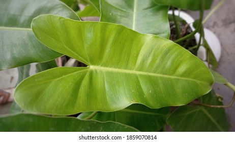 Philodendron Domesticum, Also Called Spadeleaf Philodendron Or Burgundy Philodendron, Is A Plant In The Genus Philodendron