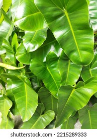 Philodendron Domesticum, Also Called Spadeleaf Philodendron Or Burgundy Philodendron.
Detailed Background Of Plants And Flowers. 