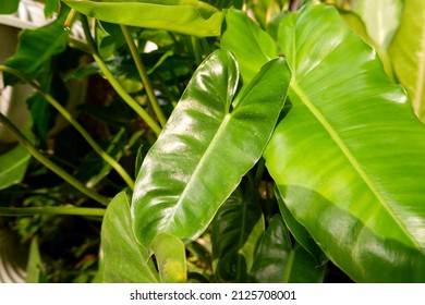 Philodendron Domesticum, Spadeleaf  Or Burgundy Philodendron, Is A Plant In The Genus Philodendron.