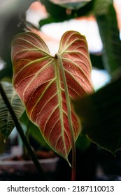 Philodendron El Choco Red Exotic Houseplant