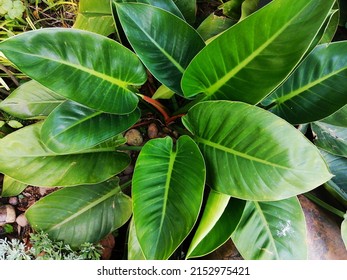 Philodendron erubescens  is a species of flowering plant in the family Araceae, native to Colombia - Shutterstock ID 2152975421