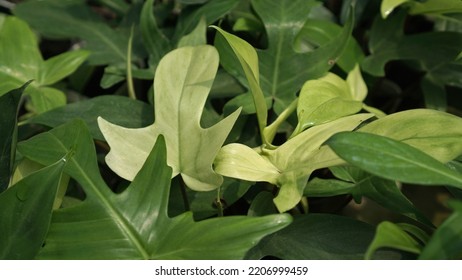 Philodendron Florida Ghost With White And Yellow Variegation. Group Of Rare Tropical Plants For Indoor Decoration.