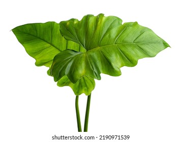 Philodendron giganteum leaf, Giant philodendron isolated on white background, with clipping path                                - Shutterstock ID 2190971539