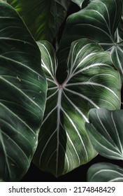 Philodendron Gloriosum , green foliage in dark tones, background or tropical pine forest pattern with green foliage.