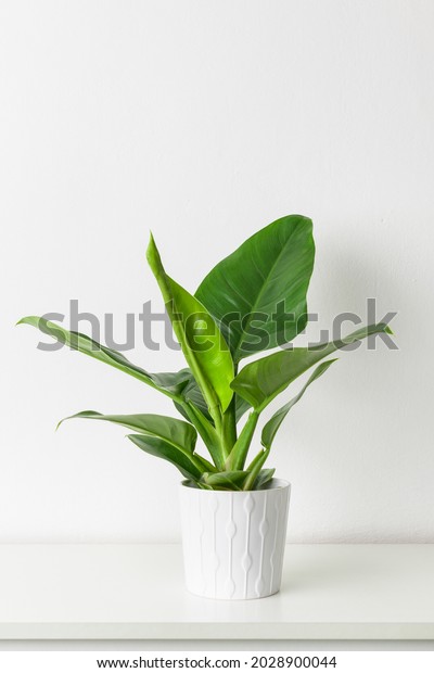 Philodendron Green Congo. Philodendron\
plant in white ceramic pot on white shelf against white wall.\
Trendy exotic house plant as modern home interior\
decor.