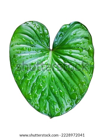 Philodendron green leaves white background isolated close up, Homalomena leaf, fresh rain water drops, exotic tropical plant, natural floral design element, organic nature, heart shape foliage pattern