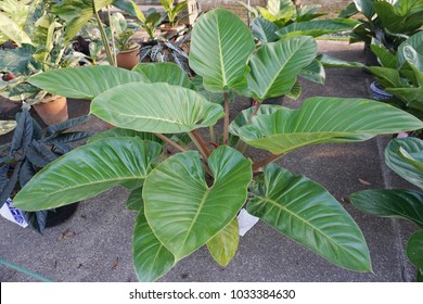 Philodendron Imperial Green Images Stock Photos Vectors Shutterstock