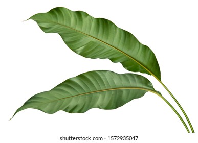 Philodendron leaf tropical isolated on white background, low angle view. - Shutterstock ID 1572935047