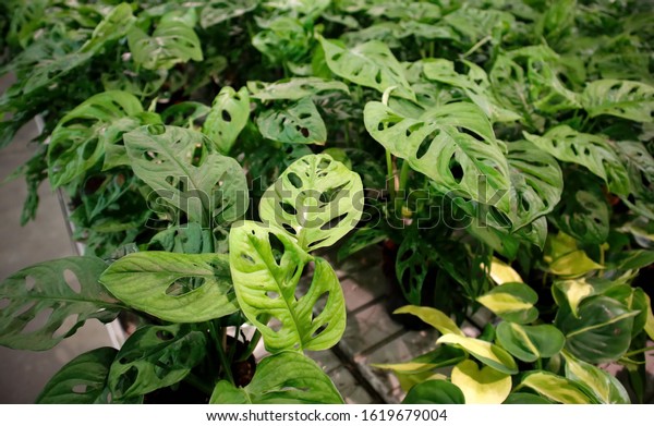 Philodendron Monkey Mask Monstera Adansonii Sale Stock Photo Edit Now 1619679004