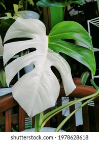 Philodendron Monstera Albo Halfmoon Leaf